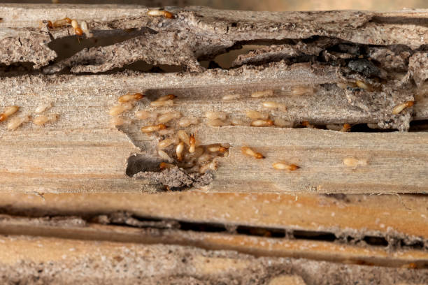 Best Affordable Pest Control Services  in Gloucester Courthouse, VA